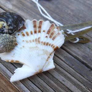 Scallop Hair Clip - Handmade Seashell Hair..