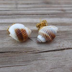 Seashell Stud Earrings - Tiny Brown And White..