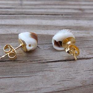 Seashell Stud Earrings - Tiny Brown And White..