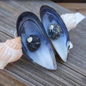 Seashell Hair Barrette - Beach And Nautical..