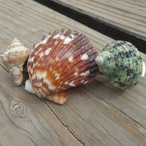 Seashell Hair Barrette - Handmade Seashell Hair..