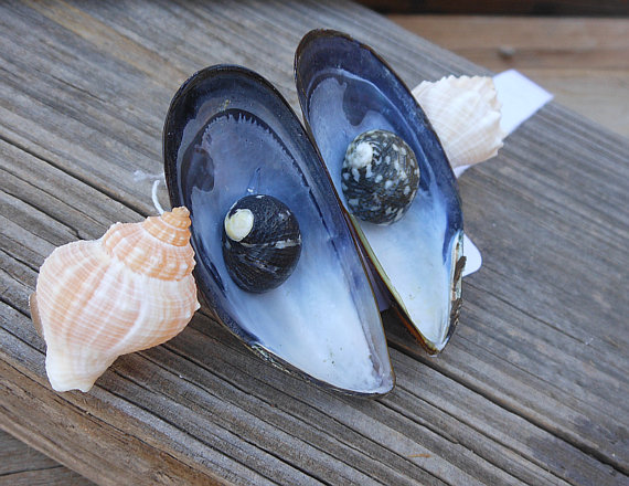 Seashell Hair Barrette - Beach And Nautical Designs - Handmade Hair Accessory - Blue Mussel Shells And Kings Crown Shells