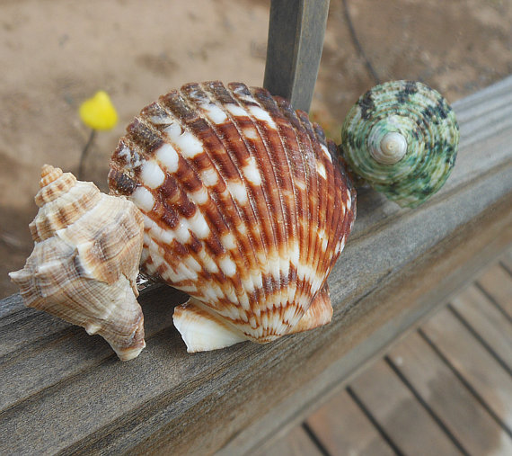 Seashell Hair Barrette - Handmade Seashell Hair Accessory - Large Hair Piece - Nautical Seashell Ocean Beach Design