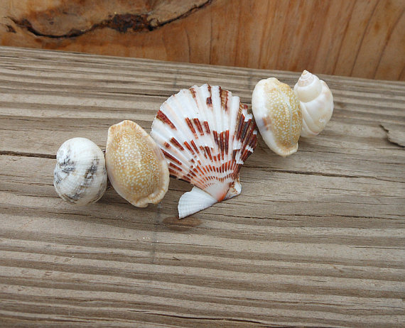 Scallop Hair Barrette - Handmade Hair Accessory - Seashell Jewelry - Scallop Shells - Snakehead Shells